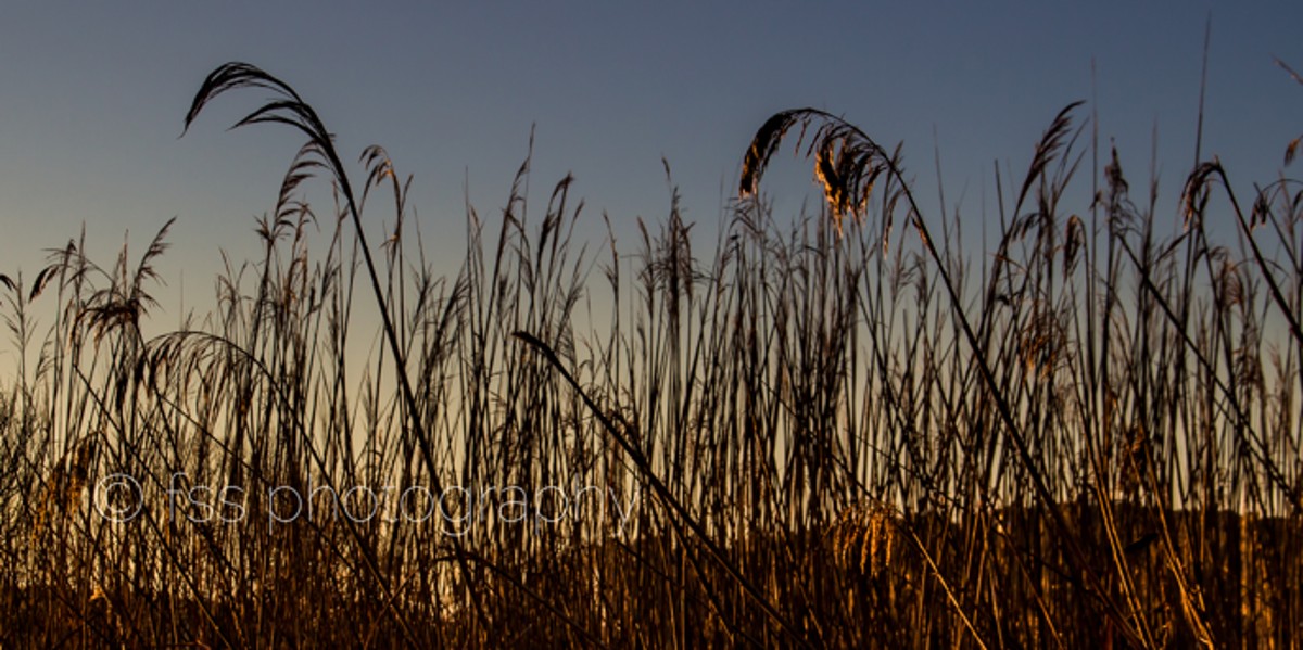 "sunrise in the reeds" by Frank Stopa