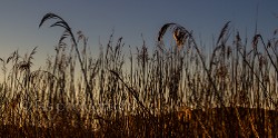 "sunrise in the reeds" by Frank Stopa