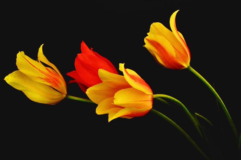 "Tulips Seeking Light" by Terri Parent