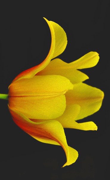 "Yellow Tulip" by Terri Parent