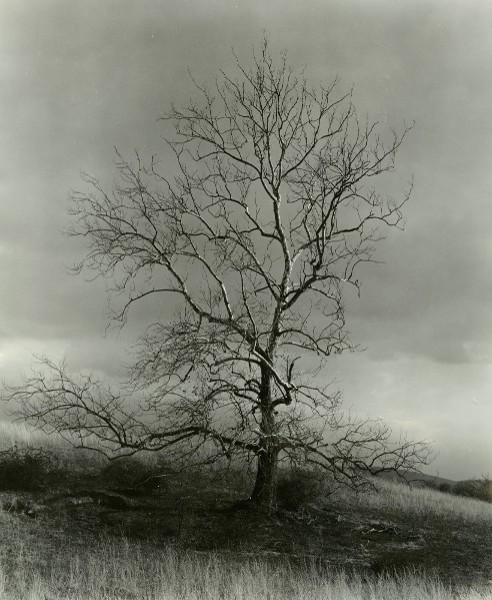 Autumn Tree - Berryville, Virginia