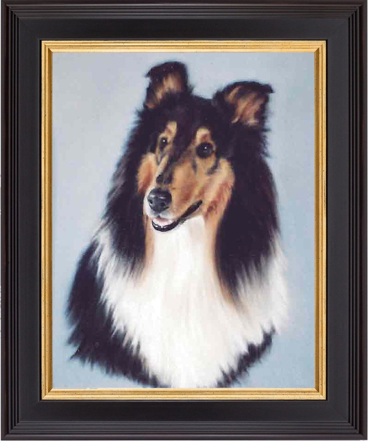 Collie